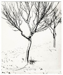 1953 Original JOSEF PROSEK Surreal Winter Trees Czech Large Silver Gelatin Photo