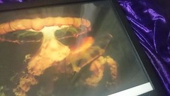 JELLYFISH by GAIL OTTENHEIMER – THE FRAMED SCIENCE NATURE PHOTOGRAPH 14×11 Inche