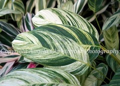 Original ACEO photo fine art print 2.5 x 3.5 inches LEAVES green plant striped