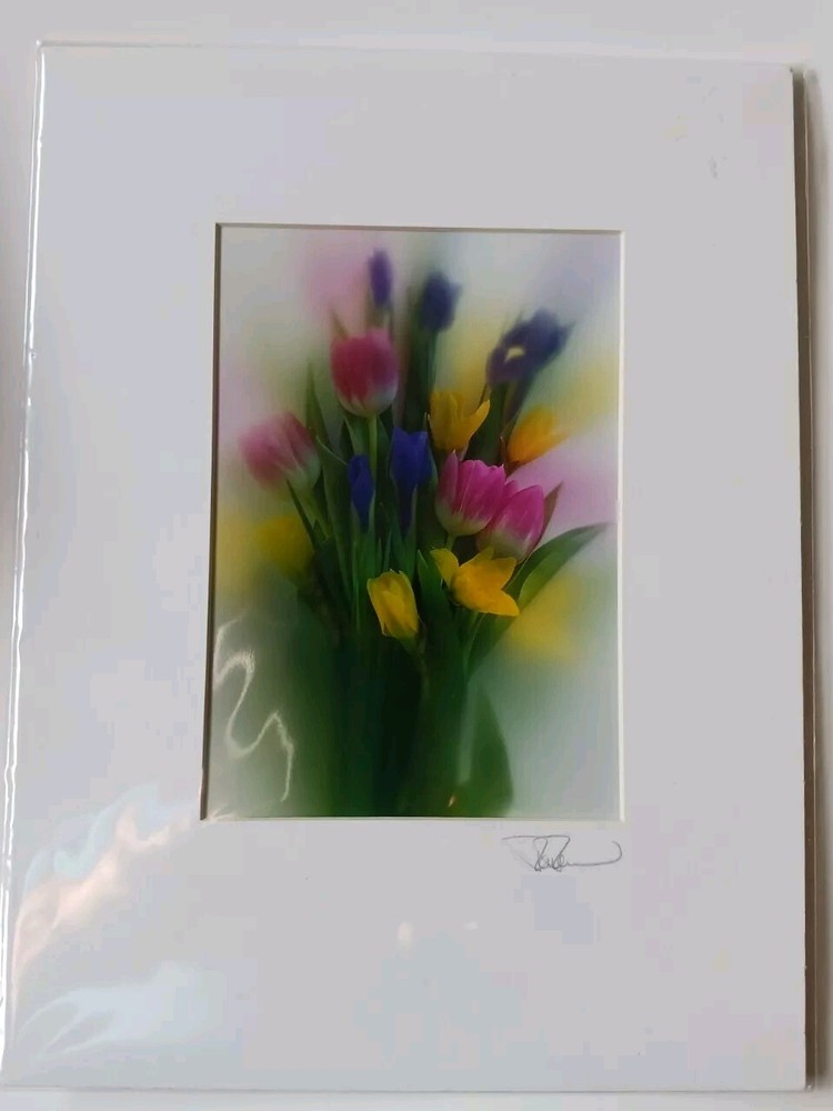 Iris Tulip Daffodil Signed Photo In Mat Soft Focus 12×9 Inches