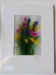 Iris Tulip Daffodil Signed Photo In Mat Soft Focus 12×9 Inches