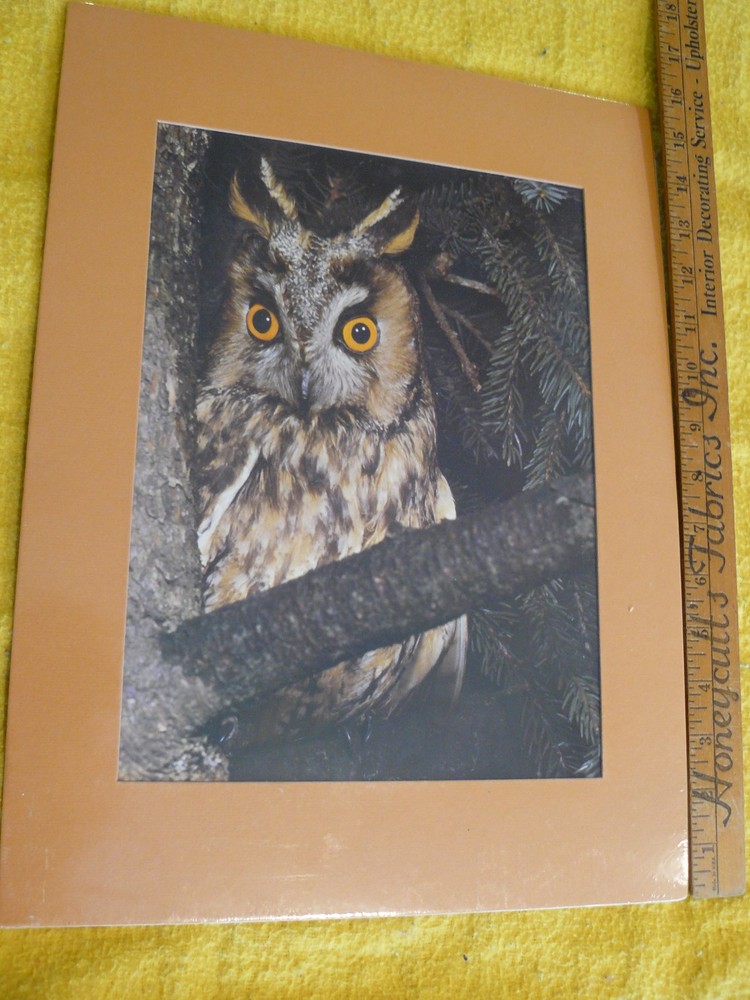 2 for 1-OWLS 16″x12″ matt; 11 3/8″x8 1/2″ Sitting on tree-other in flight $1 OFF