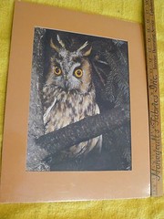 2 for 1-OWLS 16″x12″ matt; 11 3/8″x8 1/2″ Sitting on tree-other in flight $1 OFF