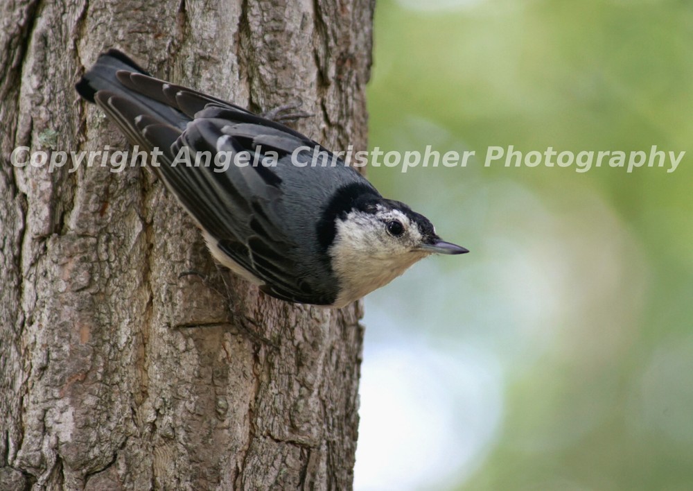 Original ACEO photo art print 2.5×3.5 inch NUTHATCH IN TREE bird blue gray white