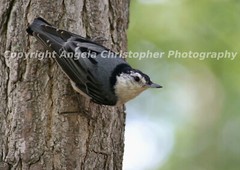 Original ACEO photo art print 2.5×3.5 inch NUTHATCH IN TREE bird blue gray white