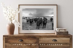 Country Photography Print – Black and White Picture of Angus Cows in Kansas