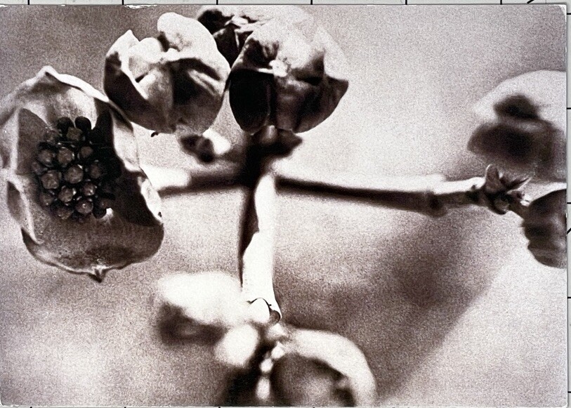 JOANN THORNTON PHOTOGRAPHS 2001 Art Announcement Card – Flower Series