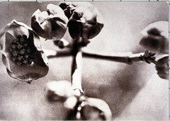 JOANN THORNTON PHOTOGRAPHS 2001 Art Announcement Card – Flower Series