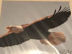 American Bald Eagle Soaring – Matted for 11″ x 14″ Signed David Z Guy 1/50_I395