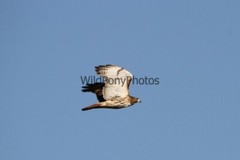Red Tail Hawk Photo, Pick One Image – Various Sizes