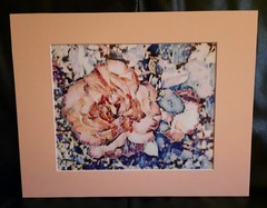 Matted Photograph: Rose Whispers