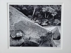 Richard Garrod, silver gelatin, black and white photograph, Sequoia