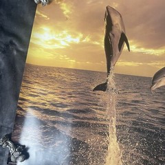 Artwork Wall Art By Tom Brakefield “Freedom Dance” 20×16 Dolphins Ocean Sunset