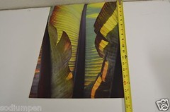 BEAUTIFUL 18″ x 12″ Photo Photograph Print BO BIXLER San Francisco Nature Plant
