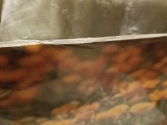 VTG Photograph in Plastic of a Field of California Poppies by Walter Arrufat R