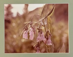 FLOWERS PHOTOGRAPH MATTED 12″ X 10.5