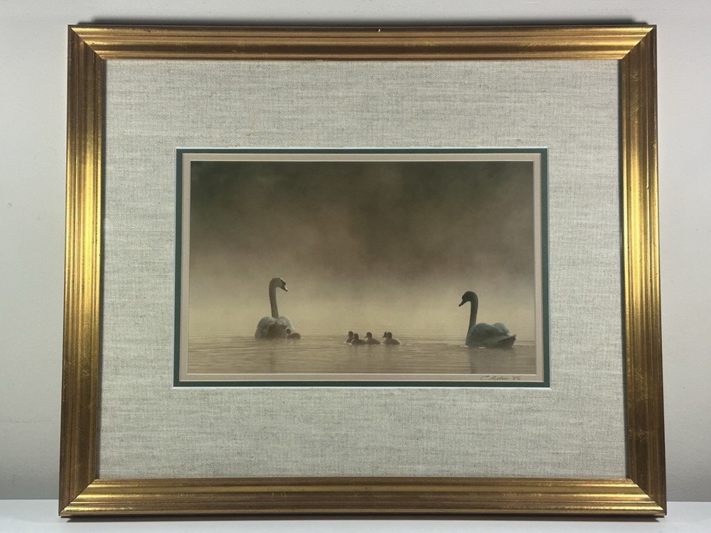 Family Of Swans Edward Robinson Nature Photographer Signed Photo Matted & Framed