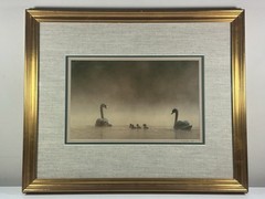 Family Of Swans Edward Robinson Nature Photographer Signed Photo Matted & Framed