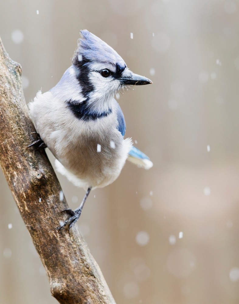 Blue Jay Bird 11×14 Photograph Print 11″x14″ #4