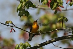 Prothonotory Warbler Photo, Pick One Image – Various Sizes