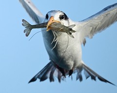 Color photographic print of a tern with a shrimp in its beak while flying (8×10)