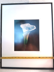 BLACKWATER PHOTOGRAPHY SINDED P. RIMSER PHOTO OF LILIE GLASS FRAMED16 BY 20 INCH