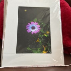 Starlight Purple Flower Matted, Prolific Photo Creative Art By Kathy Marquez