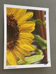 Sunflower- photograph 8.5×11