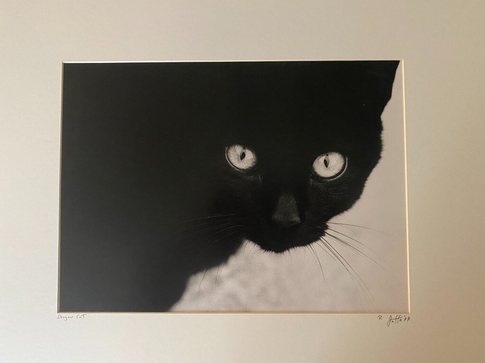Black Cat. Stunning «Dragon Cat» by famous photographer, Ron Jaffe