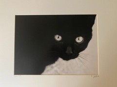 Black Cat. Stunning «Dragon Cat» by famous photographer, Ron Jaffe