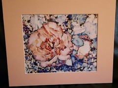 Matted Photograph: Rose Whispers
