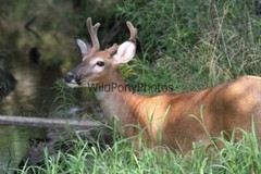 Whitetail Buck Photo, Pick One Image – Various Sizes