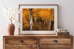 Aspen Trees Photography Print: Wyoming Autumn Forest Grove Western Nature Photo