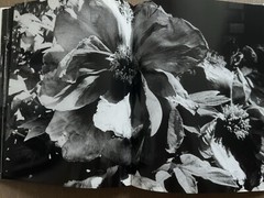 🎈SupRARE! Daido Moriyama – Fondation Cartier pour l’art contemporain 2003 Araki