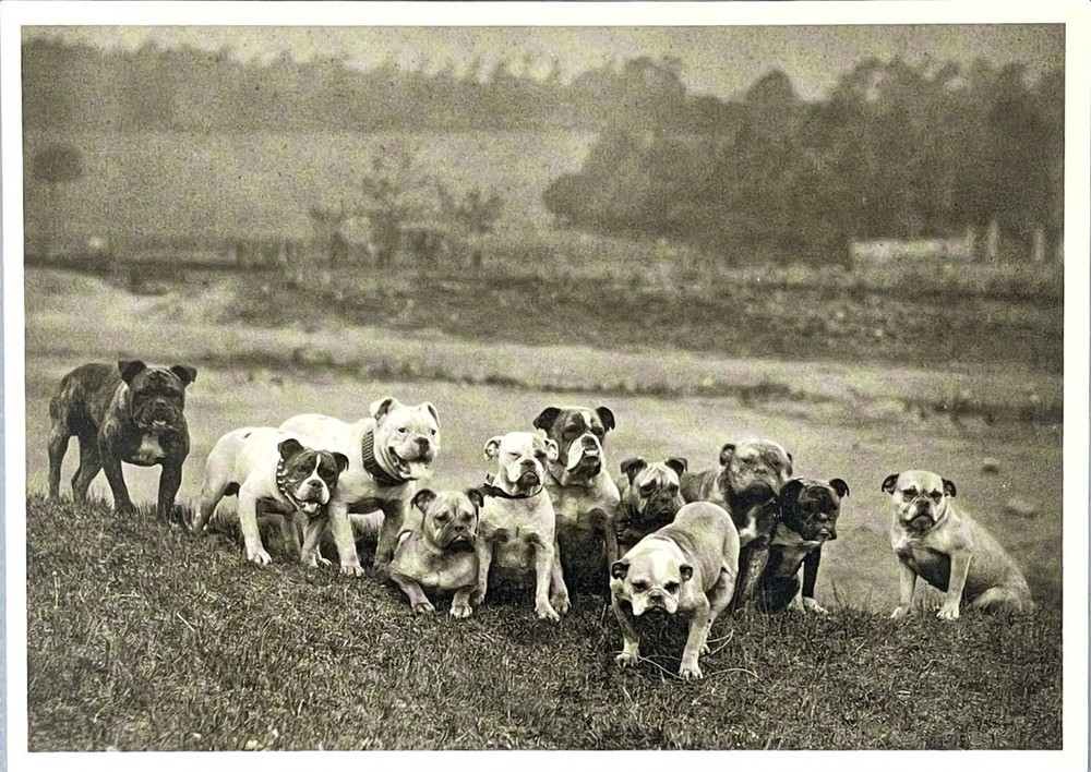 Bulldogs – An All English Eleven c. 1885 Fotofolio Art Photo Print Card 4.25”x6”