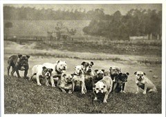 Bulldogs – An All English Eleven c. 1885 Fotofolio Art Photo Print Card 4.25”x6”