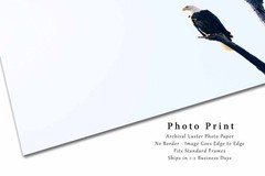 Bald Eagle Photography Print: Oklahoma, National Bird, Wildlife, Picture, Photo