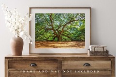 Nature Photography Print | Angel Oak Tree Picture | South Carolina Wall Art