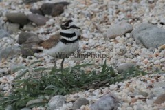 Killdeer Nesting and with day old Young Photo- Pick one Image – Various Sizes