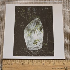 CRISTINA De MIDDEL Magnum Square Print 6″ x 6″ Signed MATA ATLÁNTICA Brazil 2020