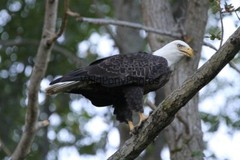 Eagle Photo, Pick One Image – Various Sizes