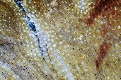 Fine Art Photography, Color Fine Art print, 8×12, Abstracts, Petrified Wood