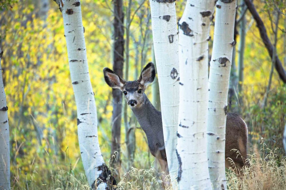 Mule Deer Photography Print: Colorado Wildlife Aspen Trees Autumn Animal Photo