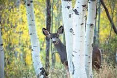 Mule Deer Photography Print: Colorado Wildlife Aspen Trees Autumn Animal Photo