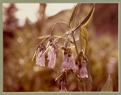 FLOWERS PHOTOGRAPH MATTED 12″ X 10.5