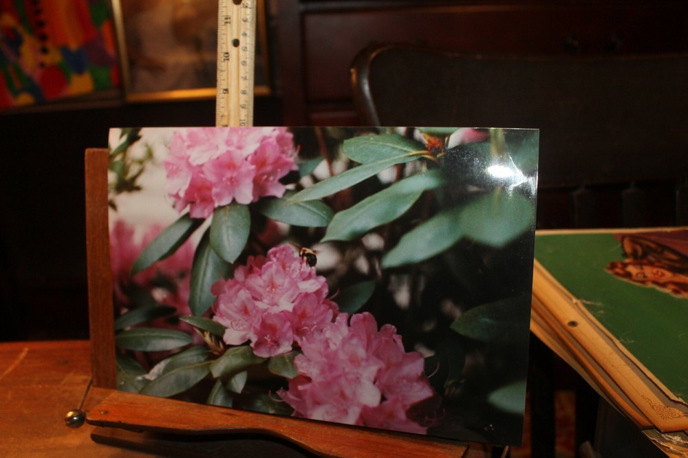 Vintage Signed 8×12 Photo W. Beebe East Tennessee Flowers Honey bee