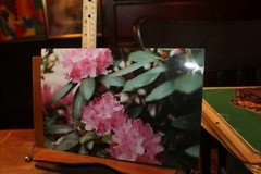 Vintage Signed 8×12 Photo W. Beebe East Tennessee Flowers Honey bee