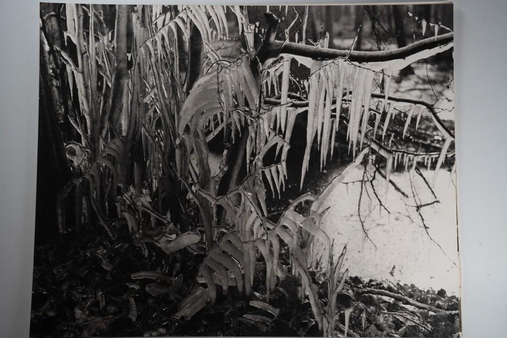 Photographic Print Vintage France Nature Detail 40X50 Cm 1970