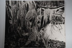 Photographic Print Vintage France Nature Detail 40X50 Cm 1970
