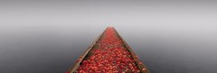 Peter Lik «Secret Morning» 2M Framed Picture 7+ Feet Long Washington Dock